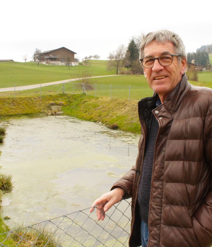 Freiwillige retten in Luzern eimerweise Frösche vor dem Tod