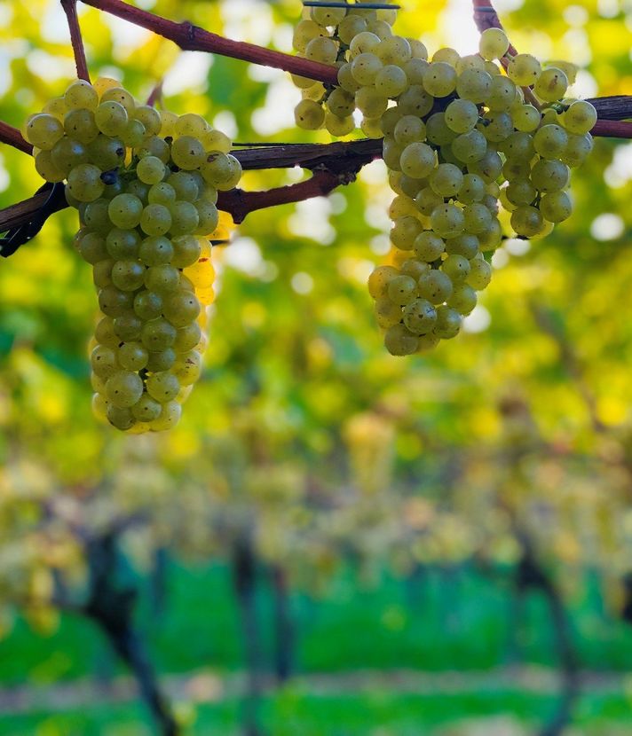 Weniger Wein aus Luzern wegen Kälte, Nässe und Vögeln
