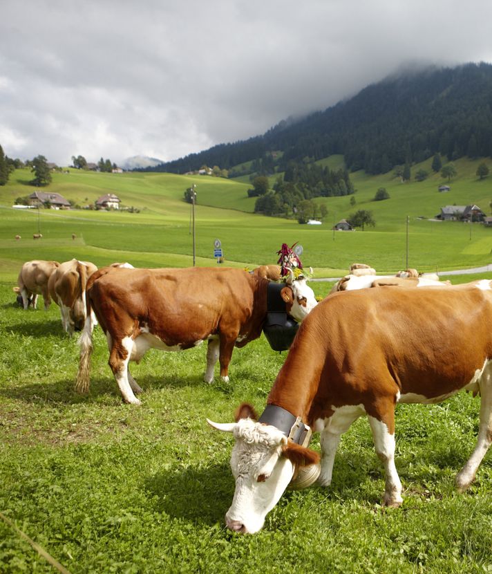 Tierschutz: Straffälle nehmen zu