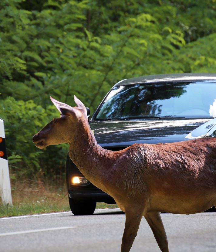 Taucht ein Reh auf, werden Zuger Autofahrer jetzt gewarnt