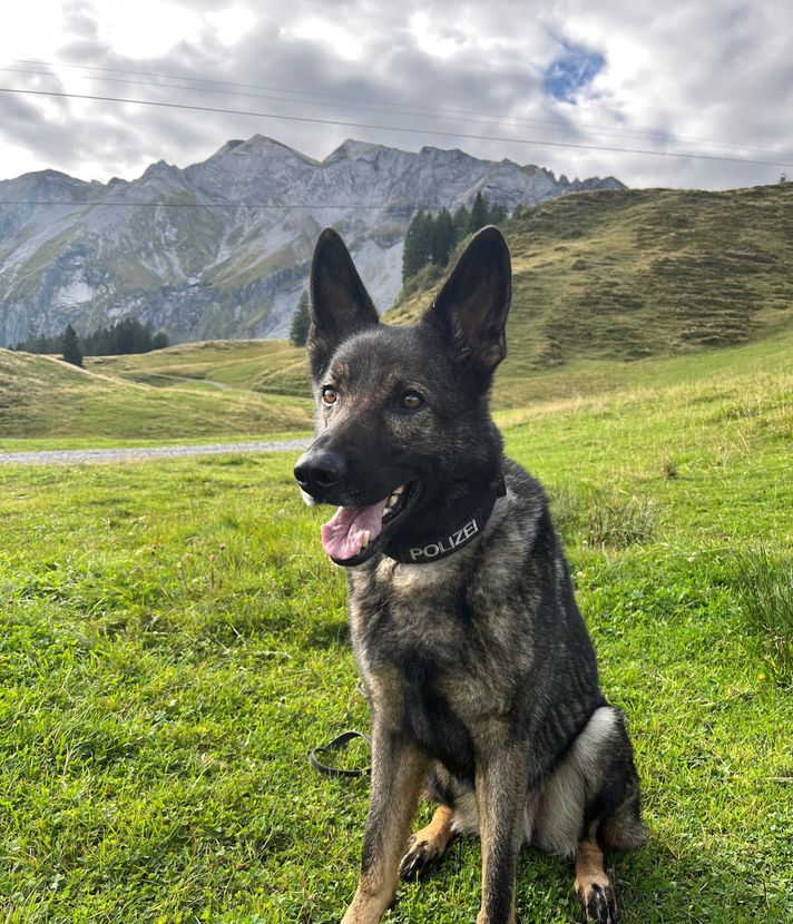 Polizeihund Lago fasst mutmasslichen Dieb