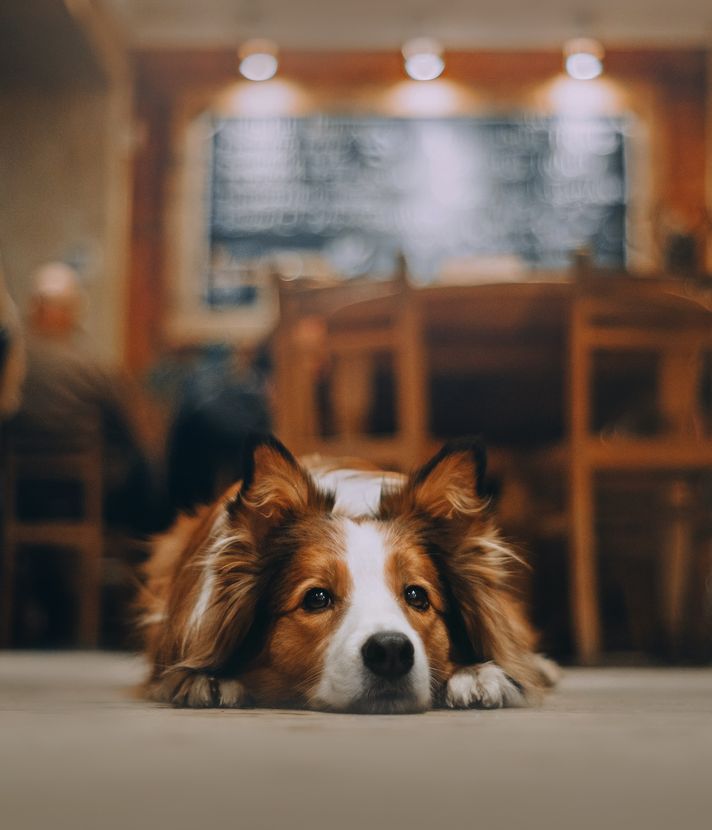 In diesen Zuger Restaurants sind Hunde unerwünscht