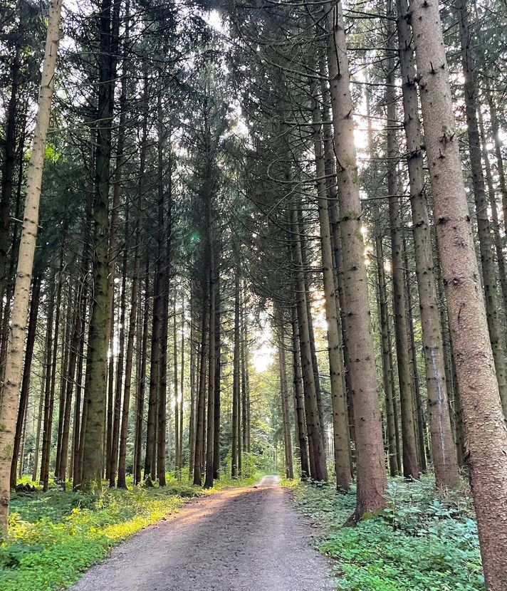 Freizeitspass gegen Wildschutz: Wem gehört der Wald?