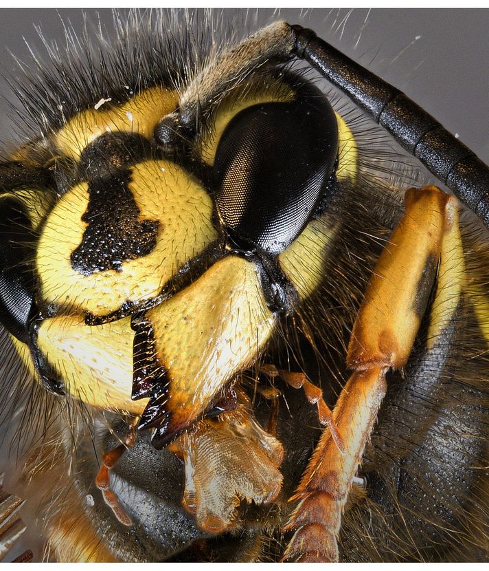 Wespen und Hornissen: Die «Lästlinge» erobern Luzerner Dachböden