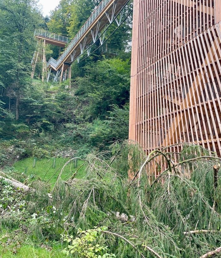 Schlaufensteg: Tanne donnert direkt neben Turm zu Boden