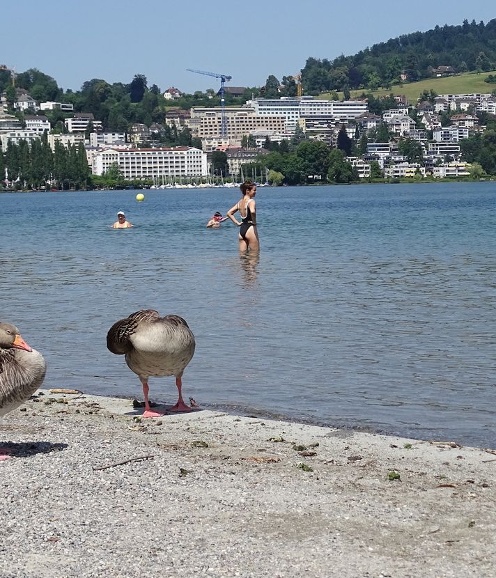 Graugänse sorgen für viel Kot an Luzerner Seeufern