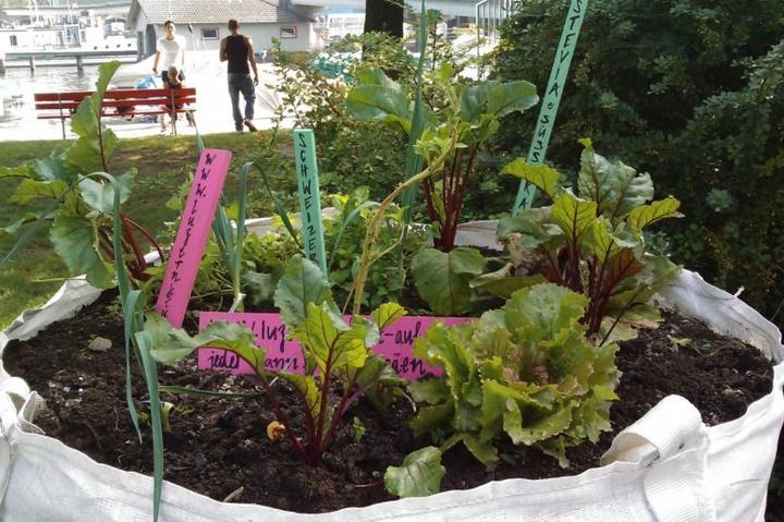 Die mobilen Gärten beim Inseli von «Luzern blüht auf»