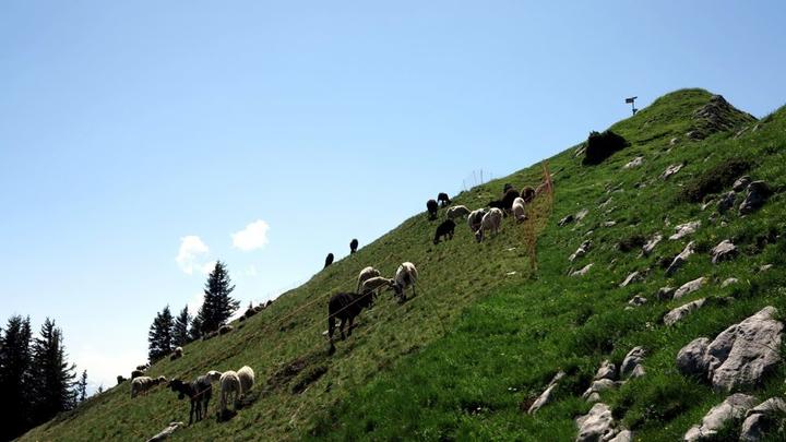 Der Gipfel der Schwändiliflue gehört den Wanderern, der Rest den Schafen.