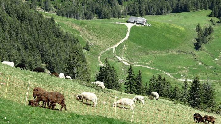 Hoch über der Alp Guggene weiden die Schafe.