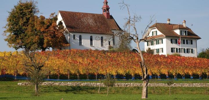 Das Weingut Mariazell in Sursee bietet Weinbaukurse an.