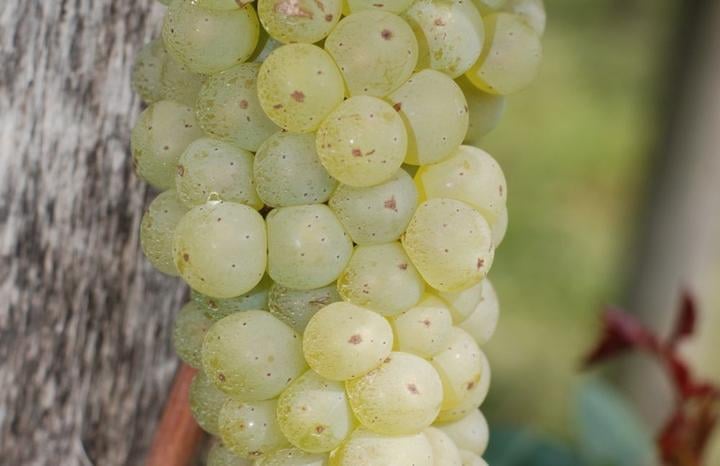 Die Rebsorte Johanniter, die im Krienser Weinberg angepflanzt wurde, ist eine pilzwiderstandsfähige weisse Sorte. Sie ergibt kräftige fruchtige Weine, die Ähnlichkeit haben mit der Muttersorte Riesling.