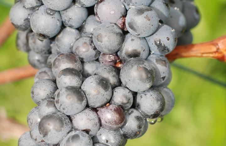 Die Rebsorte Zweigelt kommt ursprünglich aus Österreich, wächst aber auch heute auch in kleinen Mengen im Kanton Luzern. Aus diesen Trauben werden substanzreiche und fruchtige Weine gekeltert.
