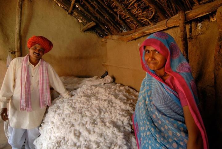 Ernte von Biobaumwolle in Indien