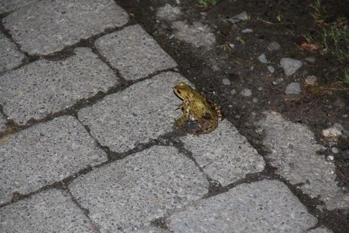 Ein Grasfrosch-Männchen wartet geduldig auf ein Weibchen.