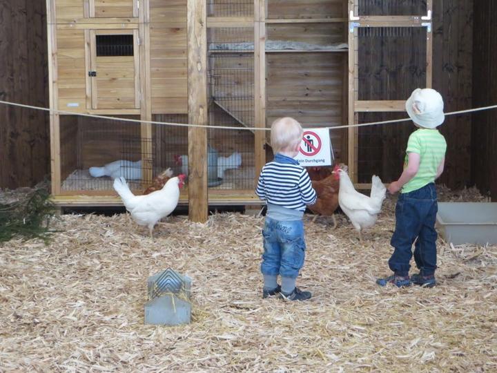 Das Hühnerhaus ist für Besucher tabu. Das Betreuungspersonal des Streichelhofs stellt sicher, dass das respektiert wird.