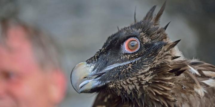 Skepsis? Angst? Ungewissheit? Dieses junge Bartgeierweibchen soll fortan zur Wiederansiedlung der Greifvögel in der Zentralschweiz beitragen. Foto: Hansruedi Weyrich
