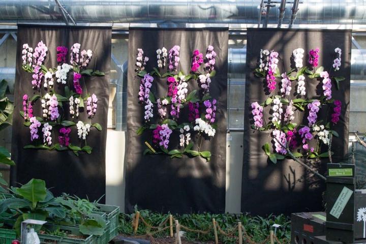 Eine Wand voller Orchideen.