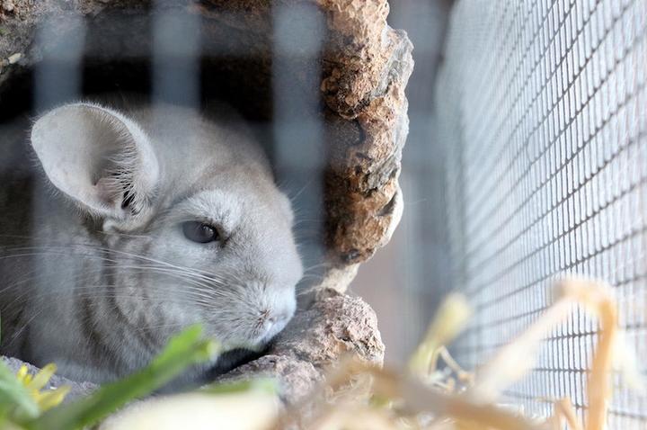 Auch die drei Chinchillas wünschen sich ein neues Zuhause.