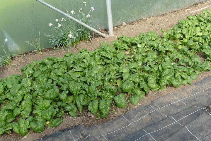 In den Treibhäusern wachsen 18 verschiedene Gemüse, auf dem Foto ein Salatbeet.