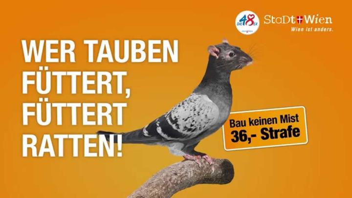 Aktion gegen Taubenfüttern aus Wien.