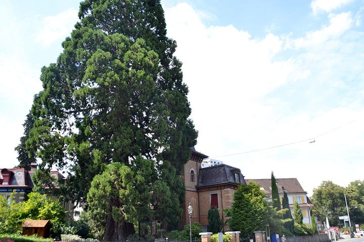 <p>Der dickste Baum der Schweiz steht an der Horwerstrasse: ein Mammutbaum mit 13 Metern Durchmesser.  (Bild: jwy)</p>