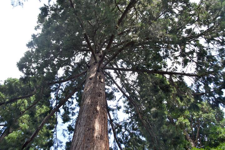 <p>Ein Mammutbaum im Wettsteinpark in Luzern.  (Bild: jwy)</p>