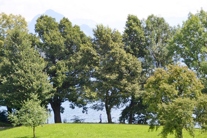 <p>Mächtige Bäume am Seeuferweg beim Richard-Wagner-Museum.  (Bild: jwy)</p>