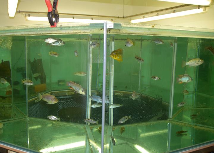 <p>In diesem Aquarium tummeln sich Fische. (Bild: les)</p>