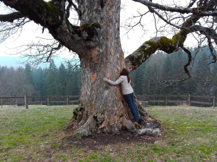 <p>Der Kraftbaum – ein alter Bergahorn – lädt zum Umarmen ein.</p>