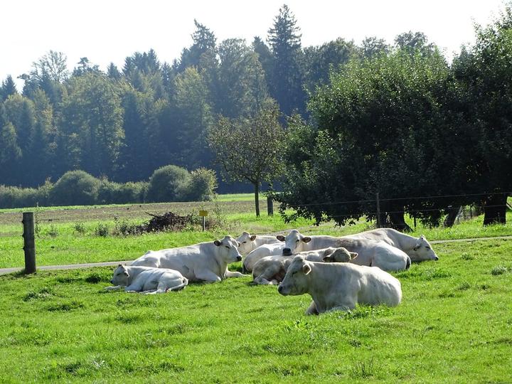<p>Die Charolais-Rinder auf dem Hof Chamau.</p>