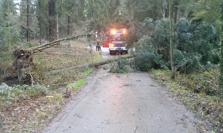 <p>In Cham blockierte ein umgestürzter Baum die Strasse.</p>