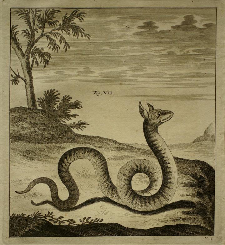 <p>Schlangenartiges Monster. Kupferstich aus Johann Jacob Scheuchzers «Ouresiphoites Helveticus, sive, itinera per Helvetiae». Leiden 1723.</p>