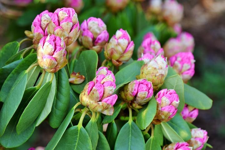 <p>Viele Gartenpflanzen exotischer Herkunft bieten Tieren wie Vögeln, Schmetterlingen und anderen Insekten kaum Lebensgrundlage. Bild: Exotischer Rhododendron</p>