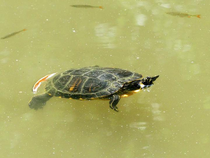 <p>Gehört hier nicht hin: eine der nordamerikanischen Buchstaben-Schmuckschildkröten im Gütschweiher.</p>