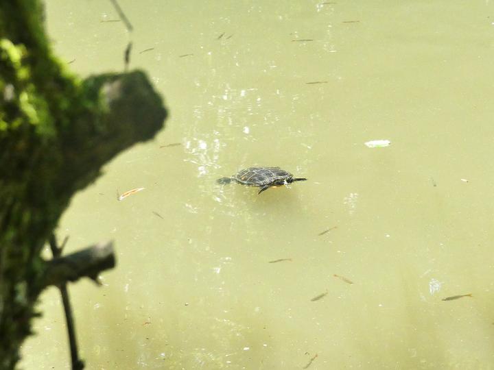 <p>Gehört hier nicht hin: eine der nordamerikanischen Buchstaben-Schmuckschildkröten im Gütschweiher.</p>