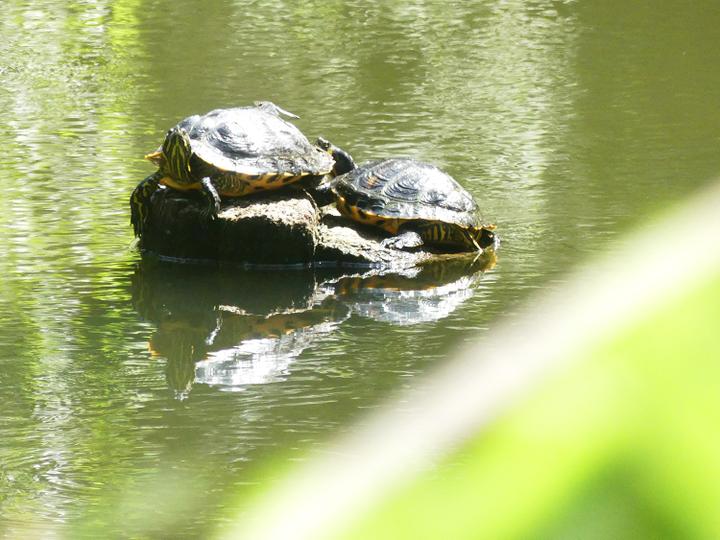 <p>Zwei Schildkröten im Gütschweiher, sie wurden hier einst augesetzt. Ganz zum Ärger der Behörden.</p>