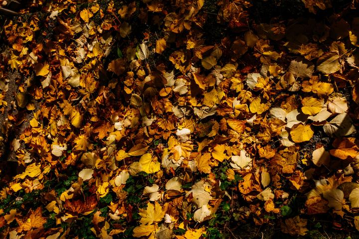 <p>Der Boden ist voller heruntergefallener Blätter. Bild: Bruno Raffa</p>