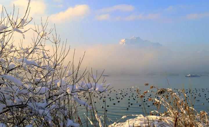 <p>Der Pilatus, eine schneebedeckte Staude und unzählige Enten auf dem See. Bild: Walter Buholzer</p>