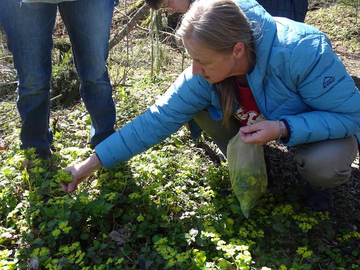 <p>Eifrig sammelt eine Teilnehmerin Milzkraut im Wald.</p>