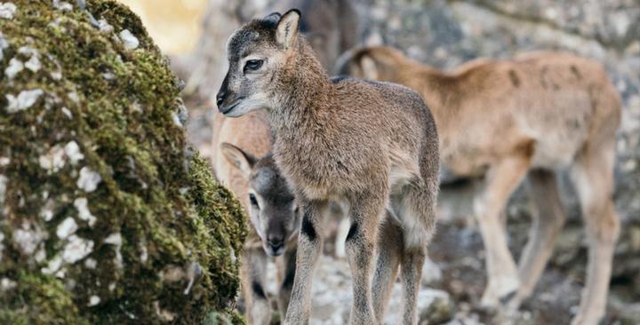 <p>Goldau, Schwyz, Schweiz – April 2018: Junge Mufflons im Natur- und Tierpark Goldau.</p>