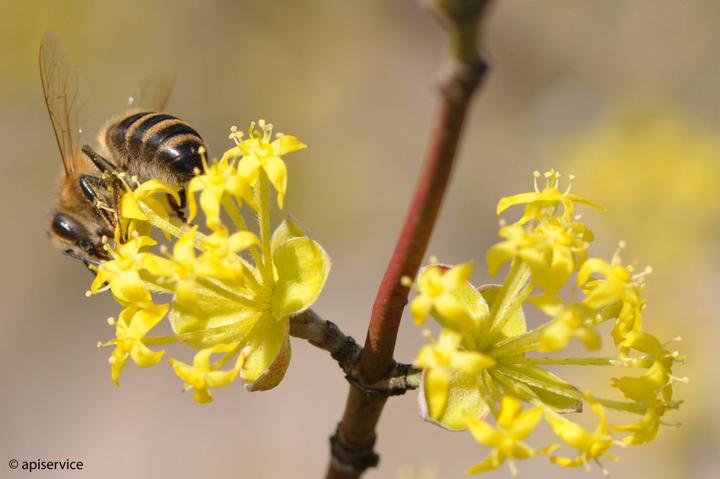 <p>Bienen auf der Suche nach Nektar. (Bild: zvg)</p>