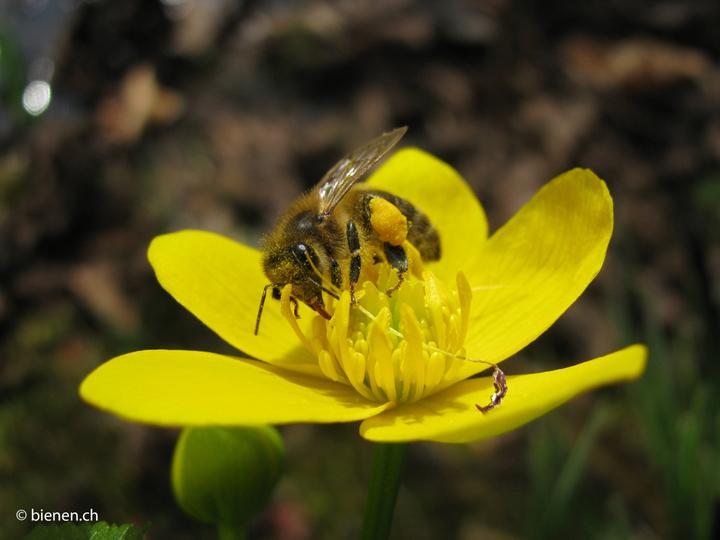 <p>Bienen auf der Suche nach Nektar. (Bild: zvg)</p>