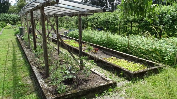 <p>Auch Salat und Gemüse wird im Klostergarten angepflanzt.</p>