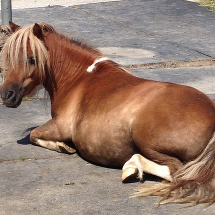 Pony wird am helllichten Tag aus Stall geklaut