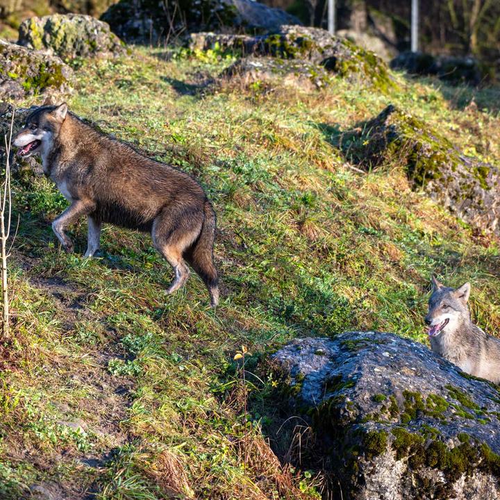 Tierpark Goldau hofft auf Wolfsnachwuchs