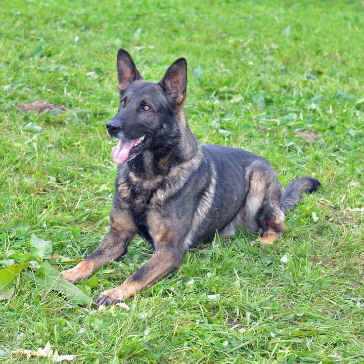 Polizeihund «Ivo» findet in Nottwil Diebe