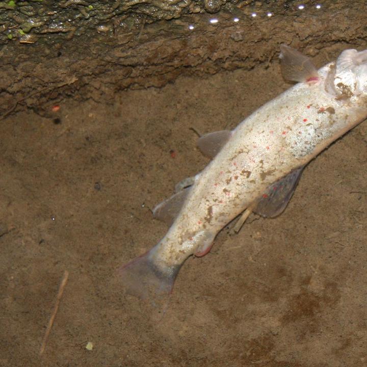 Verschmutzungen der Gewässer können fatale Folgen für Fische haben.